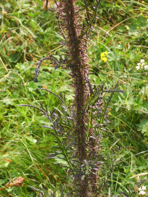 Cirsium palustre / Cardo di palude